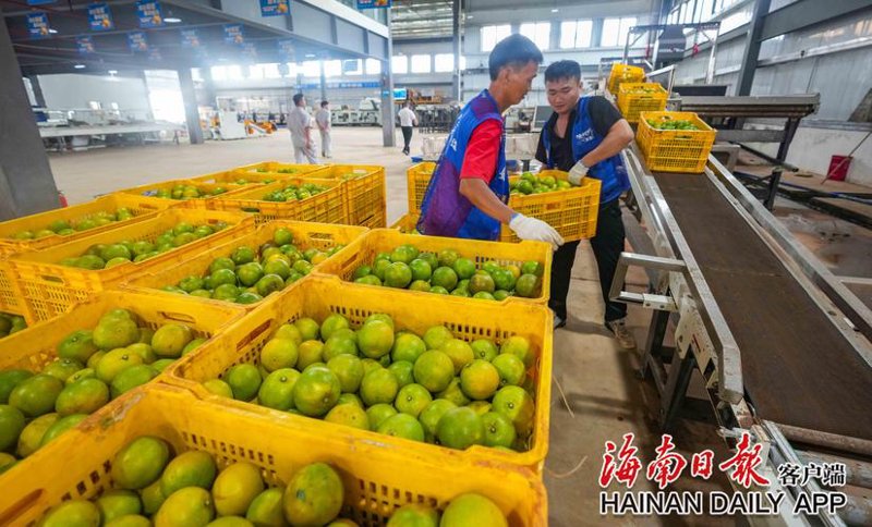 澄迈农产品批发