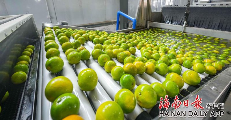 海南果蔬供应：热带风情下的绿色盛宴